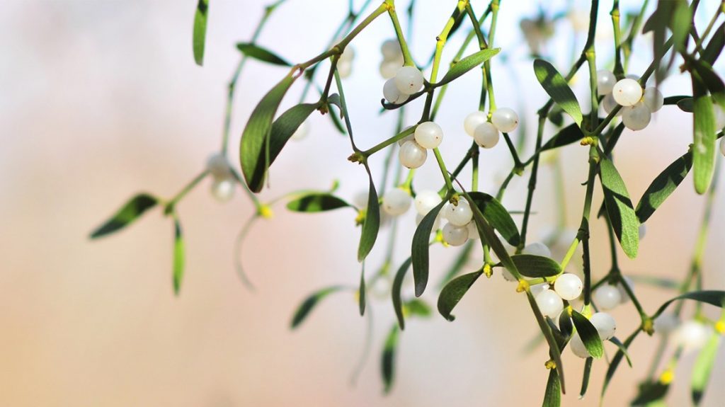 Apakah Mistletoe Dapat Membantu Mengobati Kanker