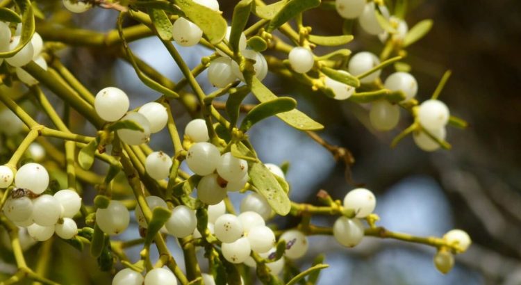 Apakah Mistletoe Dapat Membantu Mengobati Kanker